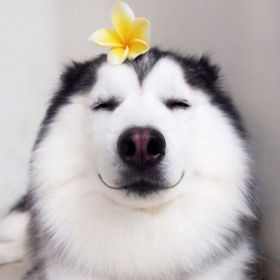 Ảnh Chó Đáng Yêu: 389+ Ảnh Cute & Ngộ Nghĩnh Khó Ngờ