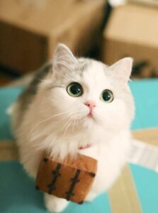 Ảnh Mèo Đáng Yêu: Tải Miễn Phí 199+ Ảnh Mèo Con Cute Nhất