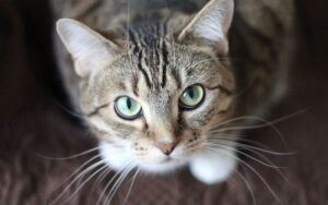Ảnh Mèo Mướp: 99+ Ảnh Mèo Tabby Vằn Sọc Dễ Thương 4K