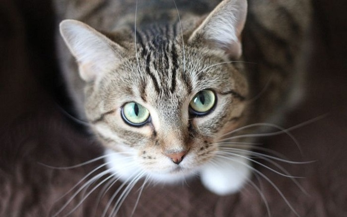 Ảnh Mèo Mướp: 99+ Ảnh Mèo Tabby Vằn Sọc Dễ Thương 4K