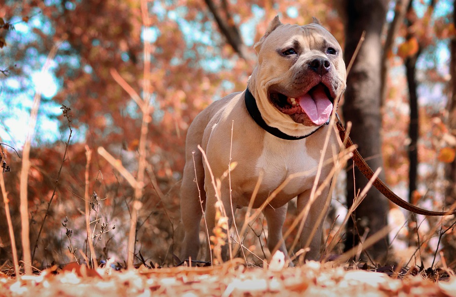 Hình Ảnh Chó Pitbull: 500+ Ảnh Đẹp Nhất & Tải Miễn Phí