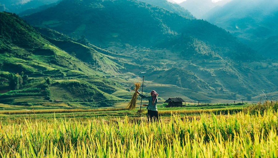 100+ Hình Ảnh Núi Rừng Tây Bắc Đẹp Mê Hồn | Tải Miễn Phí