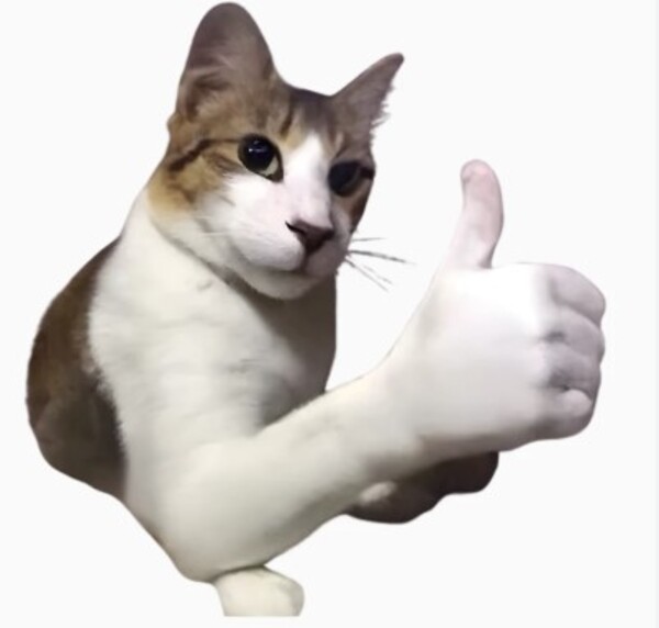 Ảnh meme ok về chú mèo đang cố gắng tỏ ra bình tĩnh - meme con mèo