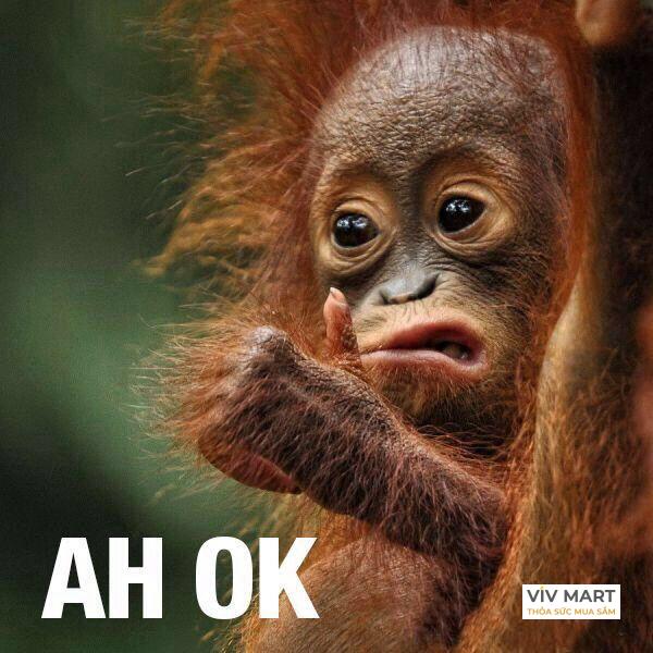 Anh meme ok cuc chat - cuoi te le!