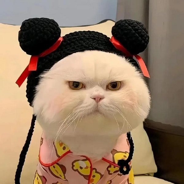 109+ Ảnh Avatar Vô Tri Hài Hước Độc Đáo Cho Giới Trẻ