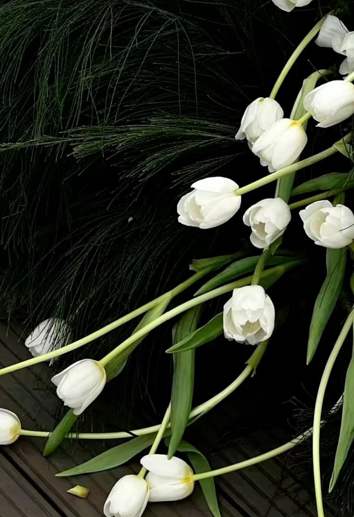 99+ Ảnh Hoa Tulip Trắng Đẹp Tinh Khôi Sắc Nét Full HD