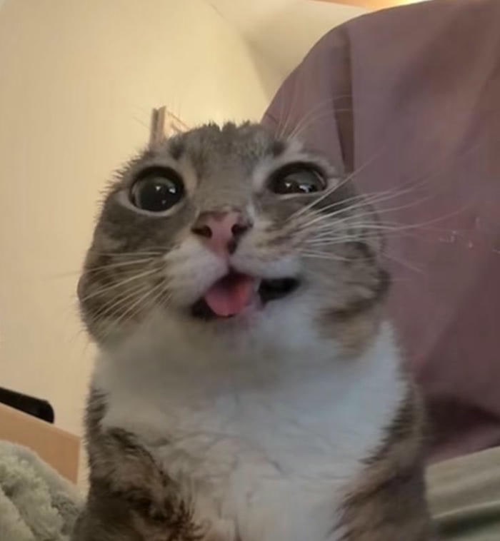 Bộ Sưu Tập 60+ Ảnh Bựa Hài Hước Nhất Giúp Thư Giãn Tức Thì