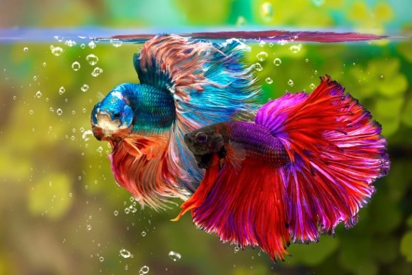 58+ Ảnh Cá Cảnh Đẹp Sống Động Mang Lại Cảm Giác Bình Yên