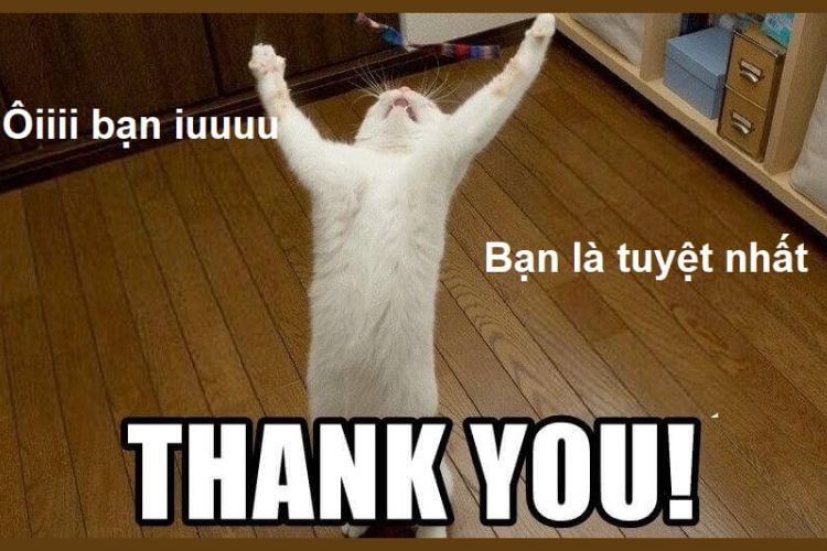 Tổng Hợp 60+ Ảnh Cảm Ơn Meme Siêu Bựa Và Hài Hước Nhất