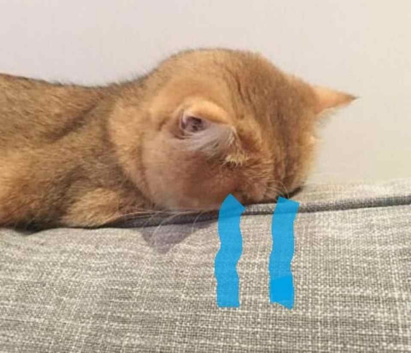 99+ Ảnh Mèo Khóc Meme Hài Hước Khiến Ai Cũng Bật Cười