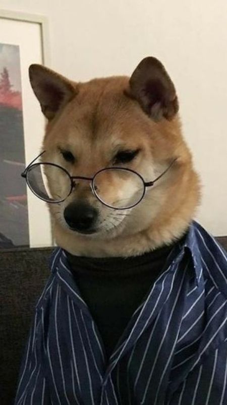 Hình ảnh chú chó cười tươi rói, biểu cảm hạnh phúc lan tỏa.