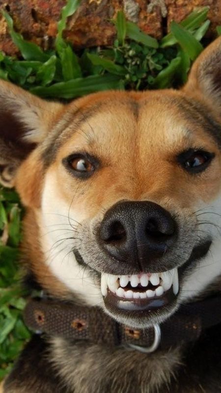 Hình ảnh một chú chó cười rạng rỡ, thể hiện sự hạnh phúc và đáng yêu.