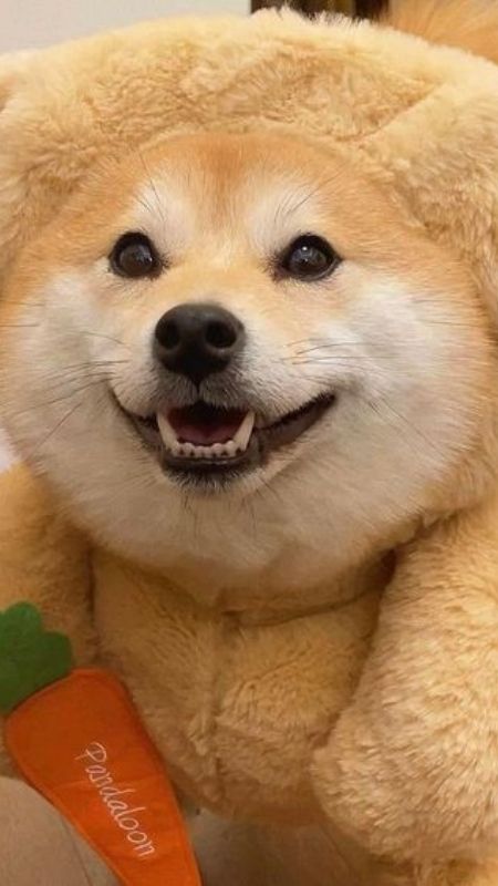 Hình ảnh chú chó cười rạng rỡ, biểu cảm hạnh phúc