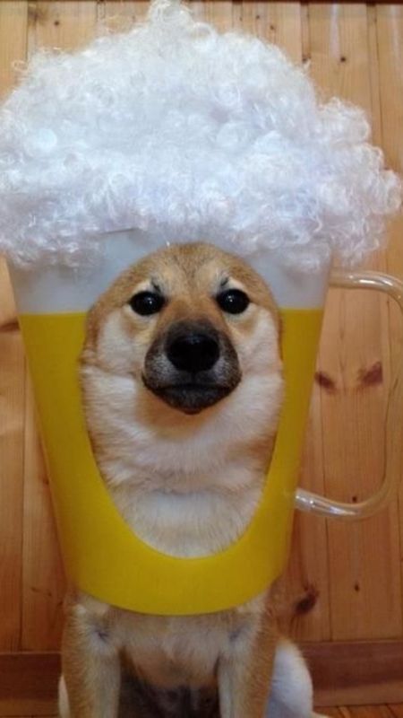 Hình ảnh chú chó cười tươi tắn, biểu cảm hạnh phúc.