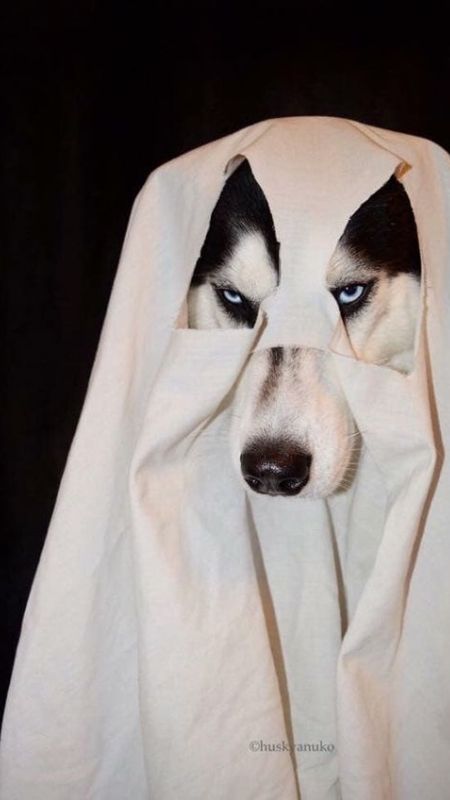 Hình ảnh về một chú chó cười rất tươi, đúng là ảnh chó cười đáng yêu!