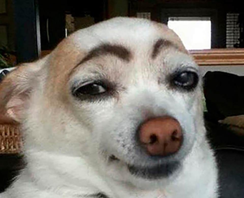 Hình ảnh một chú chó đang cười, biểu cảm hài hước