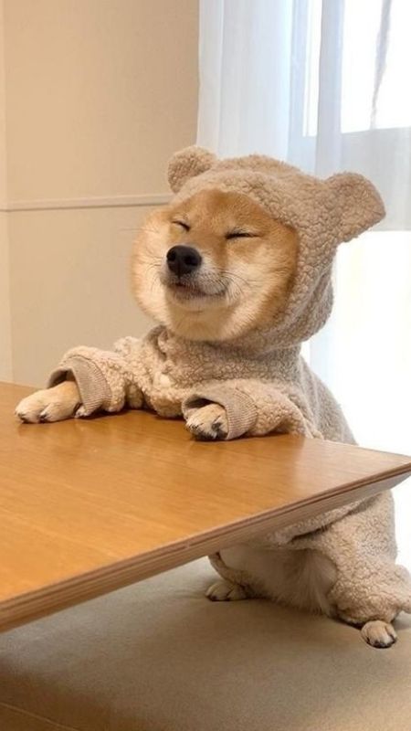 Hình ảnh chó cười rạng rỡ, khoe hàm răng trắng xinh