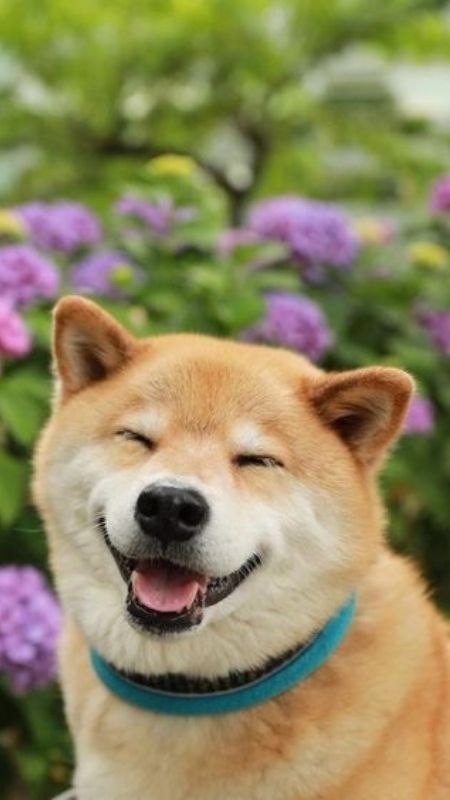 Chú chó đang cười, một bức ảnh ảnh chó cười vui nhộn