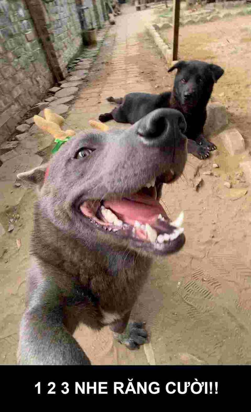 Một bức ảnh chó cười cực kỳ đáng yêu