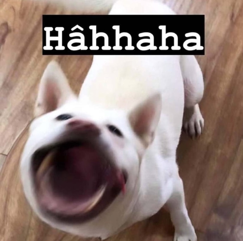 Chú chó đang cười, một hình ảnh ảnh chó cười ngộ nghĩnh