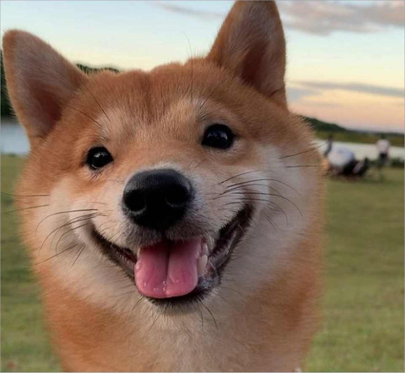 Một bức ảnh chó cười cực kỳ đáng yêu và hài hước.