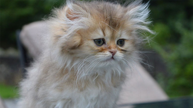 Ảnh mèo ngầu chất lừ, thể hiện cá tính mạnh mẽ.