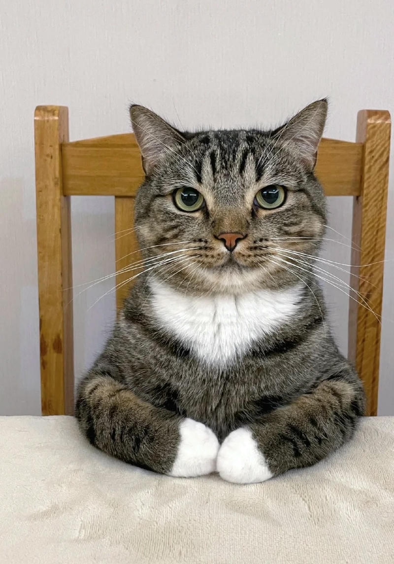 Hình ảnh một chú ảnh mèo ngầu đang nhìn vào ống kính