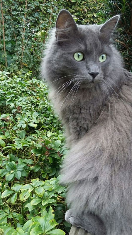 Hình ảnh một chú ảnh mèo ngầu​ đang thể hiện sự cool ngầu