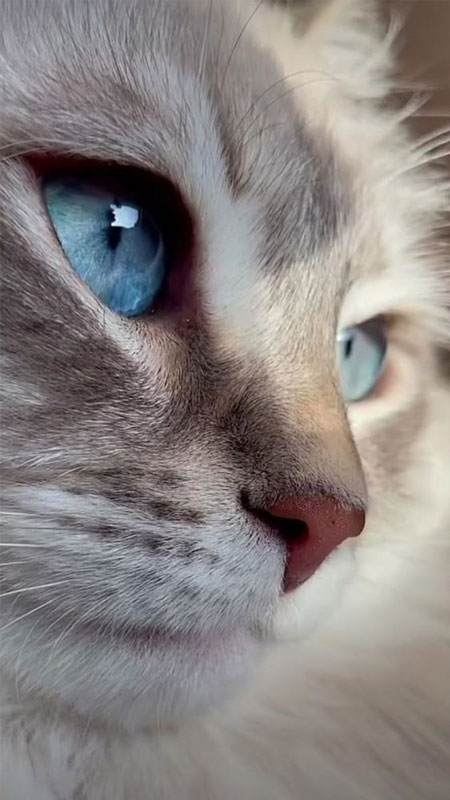 Chú mèo với vẻ ngầu siêu chất