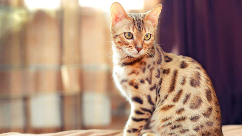 Hình ảnh một chú ảnh mèo ngầu với biểu cảm lạnh lùng