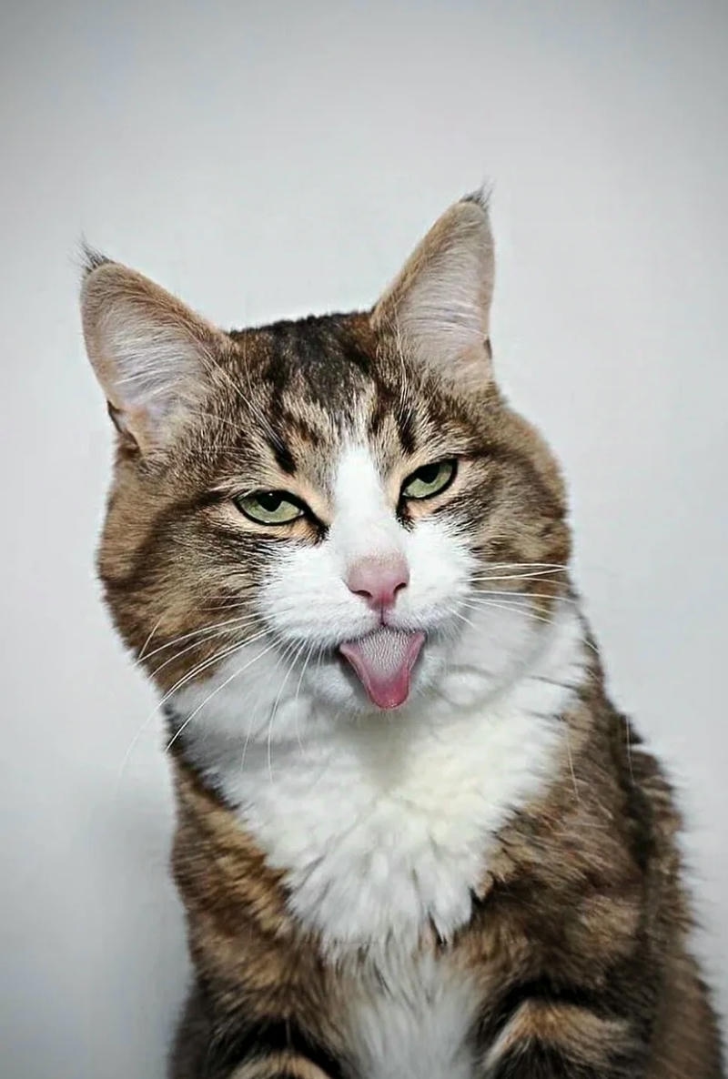 Hình ảnh một chú mèo ngầu đáng yêu