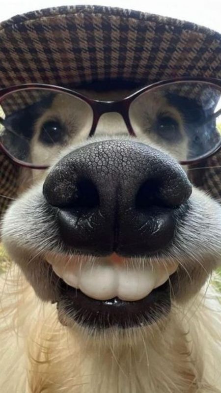 Hình ảnh chú chó cười rạng rỡ, mang lại niềm vui cho mọi người