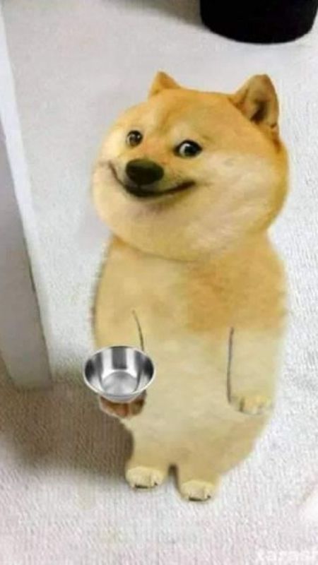 Hình ảnh chó cười đáng yêu và ngộ nghĩnh