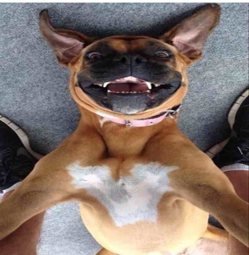 Chú chó đang cười vui vẻ