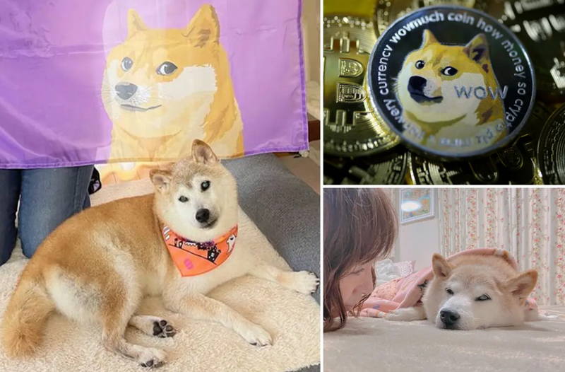 Ảnh chó cười với biểu cảm vui nhộn