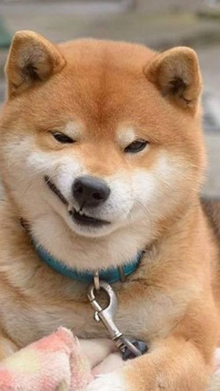 Hình ảnh về một chú chó cười tươi rói, khoe hàm răng trắng.