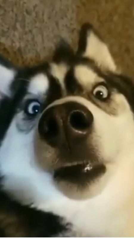 Hình ảnh chó cười rạng rỡ, mang đến niềm vui cho mọi người