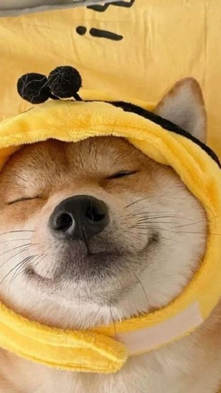 Hình ảnh chó cười với biểu cảm hạnh phúc và đáng yêu.