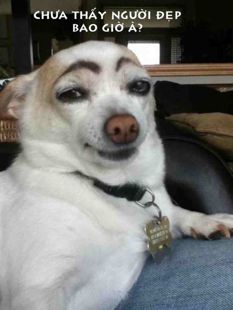 Chú chó với ảnh chó cười hết cỡ, biểu cảm hài hước