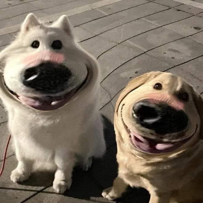 Ảnh chó cười với nụ cười tươi tắn, đáng yêu