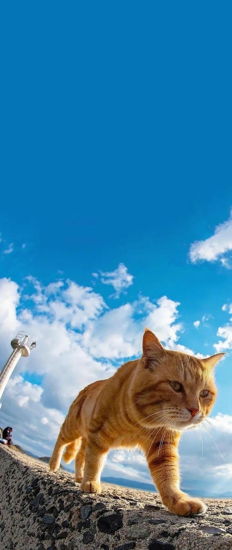 Hình ảnh chú mèo ngầu dễ thương, đáng yêu