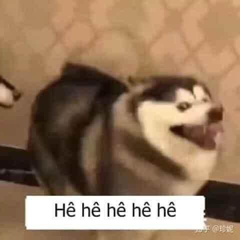 Ảnh chó cười với nụ cười tươi rói