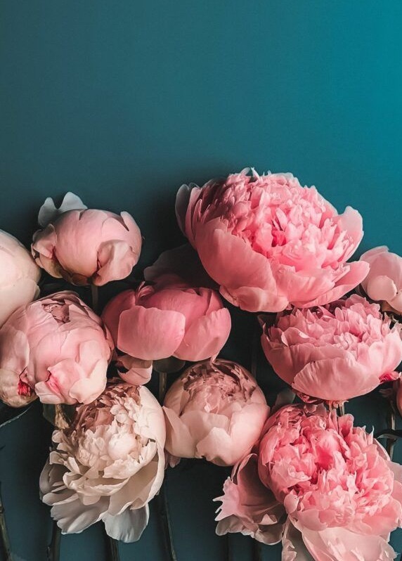 Tải Bộ Hình Nền Hoa Mẫu Đơn Đẹp Sắc Nét Thu Hút Tài Lộc