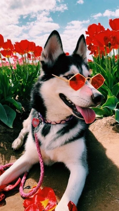 Hình ảnh chó Shiba Inu cười tươi, một bức ảnh chó cười đáng yêu.