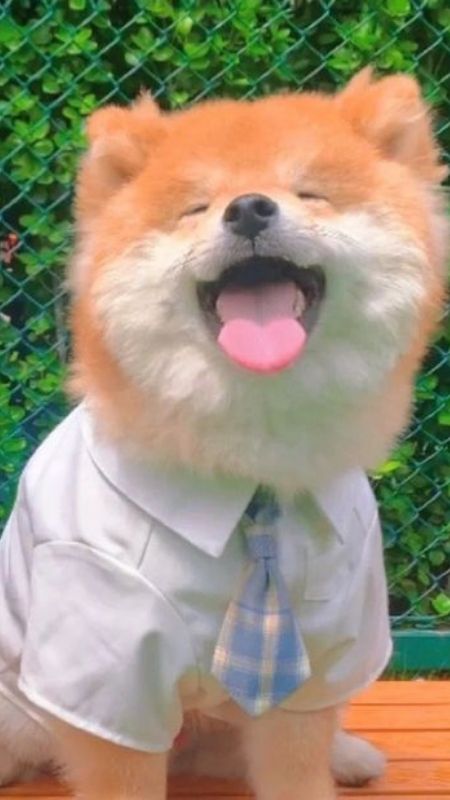 Hình ảnh chó cười Shiba Inu với nụ cười tươi tắn