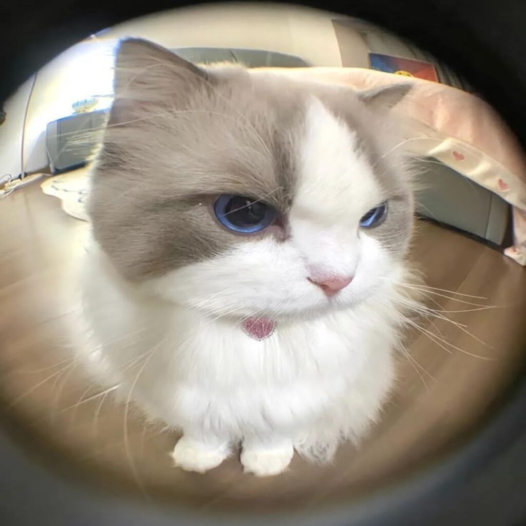 Tải Trọn Bộ 77+ Avatar Mèo Ngáo Siêu Cute Lầy Lội