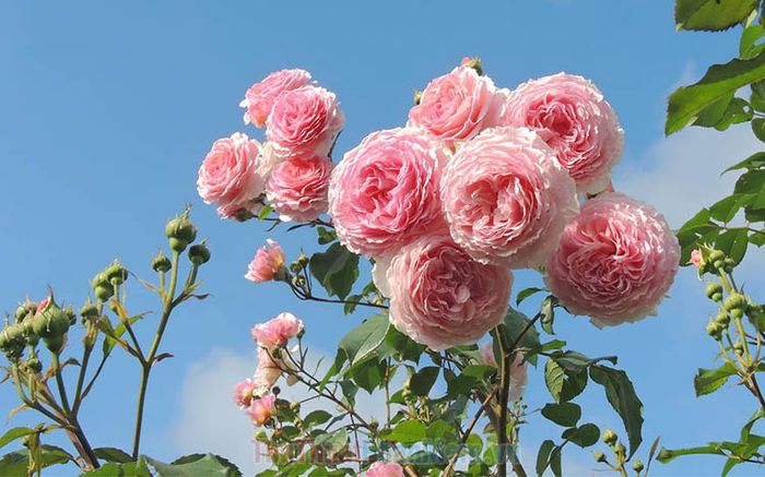 59+ Hình Nền Hoa Hồng Đẹp 4K Sắc Nét Mới Nhất