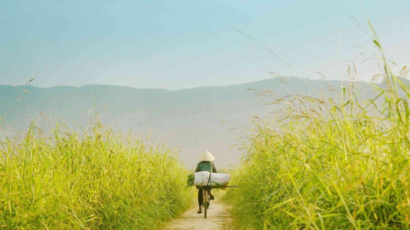 Góc đường làng với tường rào đá và cây xanh, tạo nên khung cảnh bình yên, giản dị.