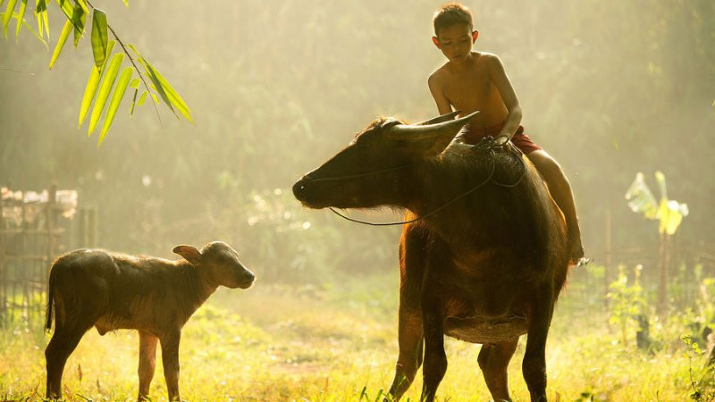 Em bé đứng trên cánh đồng lúa, tay cầm dây diều, nhìn lên bầu trời xanh, thể hiện hình ảnh bình yên.