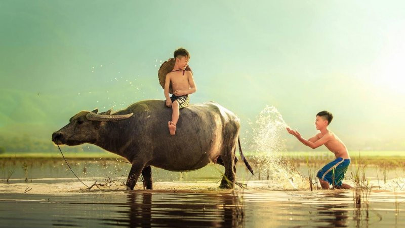 Em bé ngồi trên lưng trâu đi dọc con đường đất giữa cánh đồng lúa, cảnh bình yên, thơ mộng.